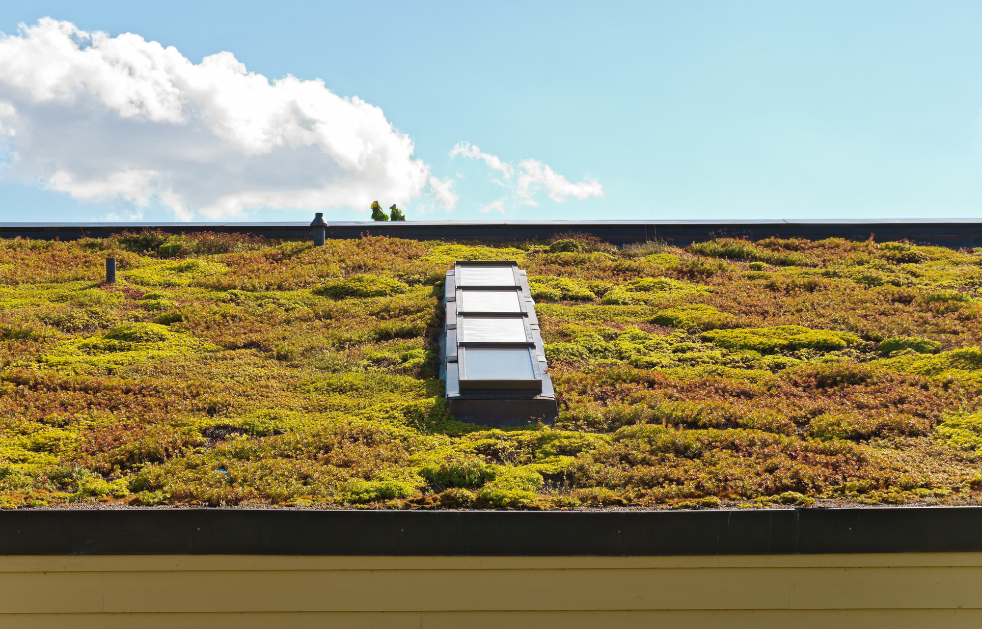 Zelené strechy